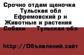 Срочно отдам щеночка  - Тульская обл., Ефремовский р-н Животные и растения » Собаки   . Тульская обл.